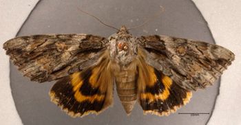 Media type: image;   Entomology 622405 Aspect: habitus dorsal view